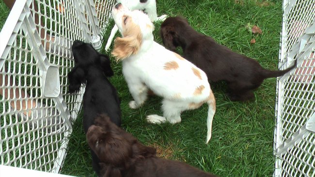 Puppies Arrive at Headin' Home Pet Rescue
