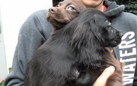 Missouri Dogs Arrive at Headin' Home Pet Rescue 5