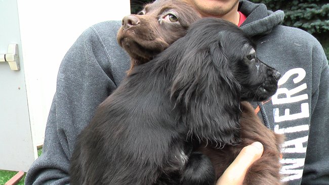 Puppies Arrive at Headin' Home Pet Rescue