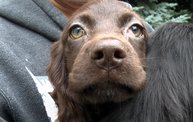 Missouri Dogs Arrive at Headin' Home Pet Rescue 4