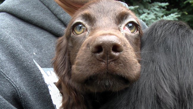 Puppies Arrive at Headin' Home Pet Rescue