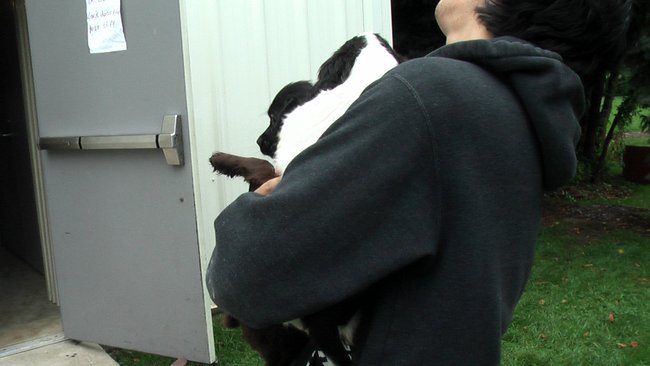 Puppies Arrive at Headin' Home Pet Rescue