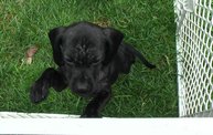 Missouri Dogs Arrive at Headin' Home Pet Rescue 2