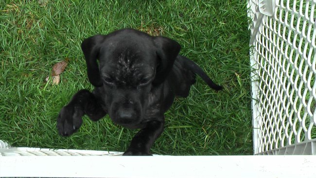 Puppies Arrive at Headin' Home Pet Rescue