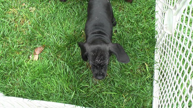 Puppies Arrive at Headin' Home Pet Rescue