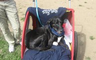 Capital Area Humane Society Run and Walk For The Animals 2011! 1