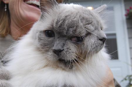 Handout image of cat with two faces for CAT/TWOFACE Handout image of cat with two faces for CAT/TWOFACE