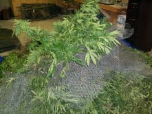 Marijuana Plants Marijuana Plants