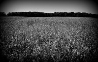 Harvest Days 2011 In Kohler 2
