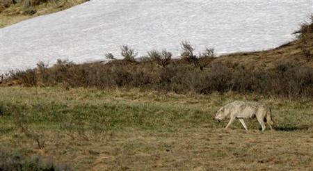 A wolf walks through the Hayden Valley after killing and eating an elk in Yellowstone National Park, Wyoming, June 20, 2011. Elk are the mos A wolf walks through the Hayden Valley after killing and eating an elk in Yellowstone National Park, Wyoming, June 20, 2011. Elk are the mos