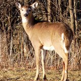 Deer Deer