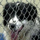 Dog in animal shelter