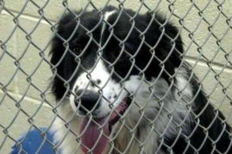 Dog in animal shelter Dog in animal shelter