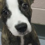 Cute Puppy