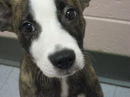 Cute Puppy Cute Puppy