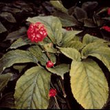 ginseng
ginseng