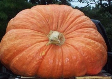 A giant pumpkin A giant pumpkin