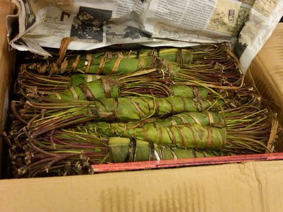 Khat seizure in Green Bay Khat seizure in Green Bay