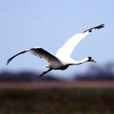 Whooping crane Whooping crane
