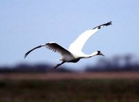 Whooping crane
