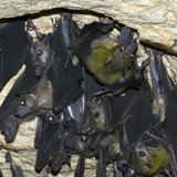 Cave bats. Cave bats.
