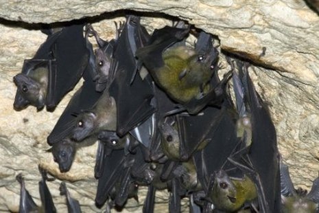 Cave bats. Cave bats.