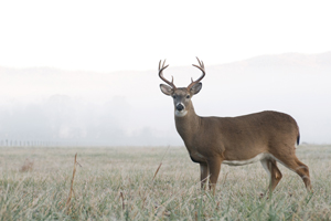 Deer removed from motel