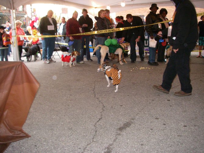 23rd Annual Costume Contest for Dogs