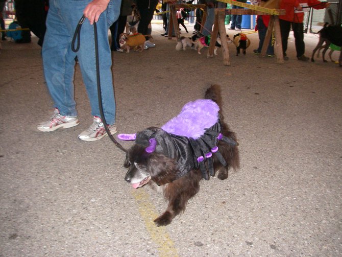 23rd Annual Costume Contest for Dogs 10/28/2011