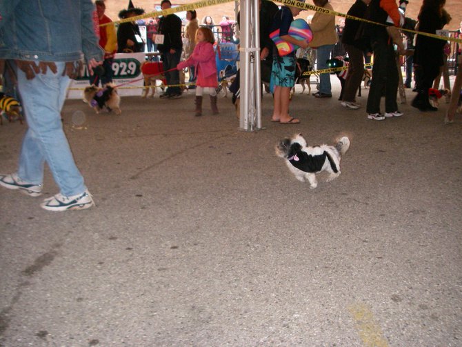 23rd Annual Costume Contest for Dogs 10/28/2011