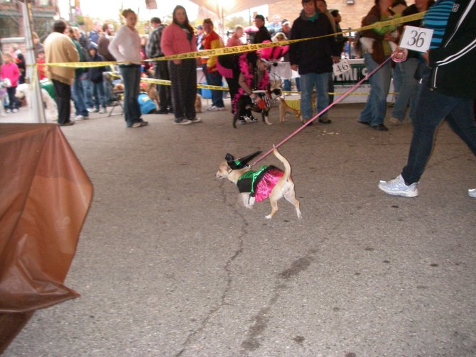 23rd Annual Costume Contest for Dogs 10/28/2011