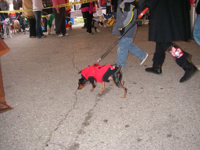 23rd Annual Costume Contest for Dogs 10/28/2011