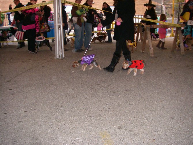 23rd Annual Costume Contest for Dogs 10/28/2011
