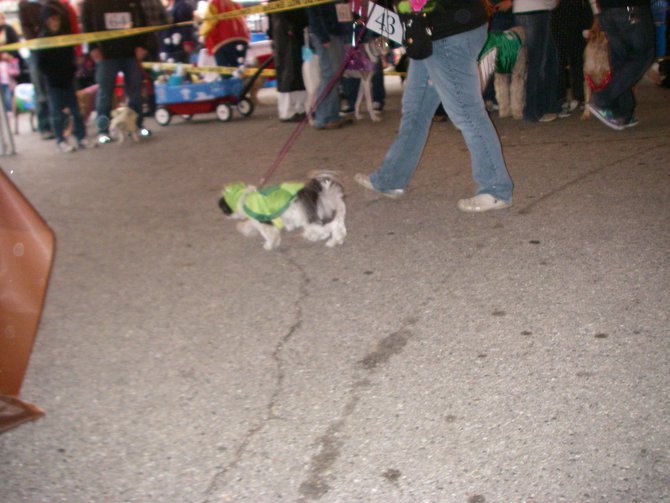 23rd Annual Costume Contest for Dogs, October 28, 2011