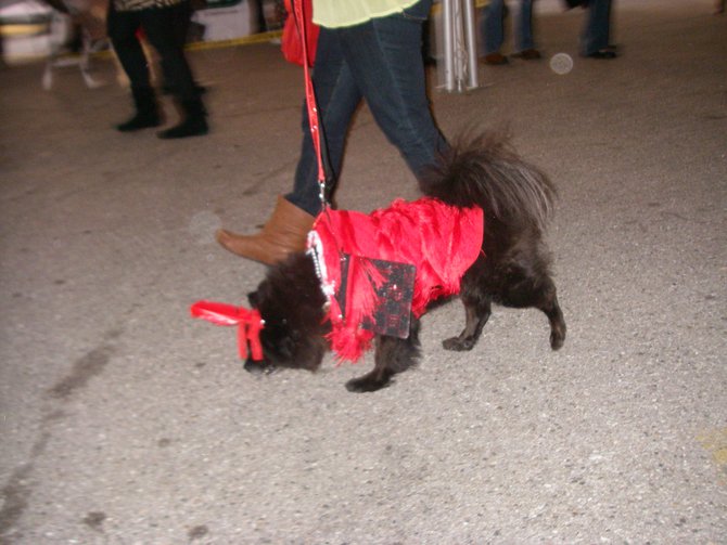23rd Annual Costume Contest for Dogs, October 28, 2011