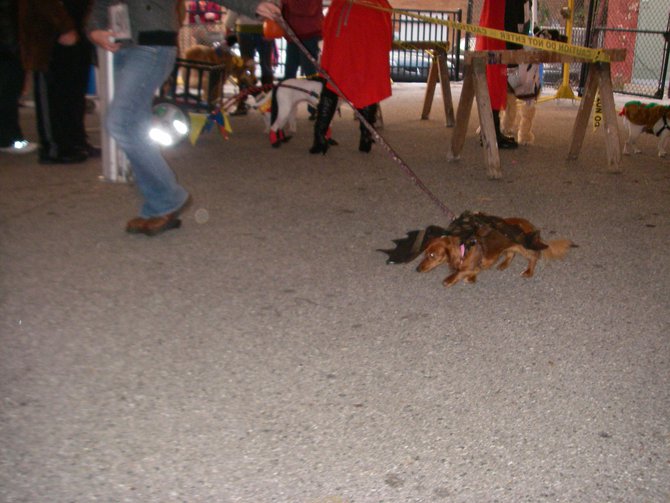 23rd Annual Costume Contest for Dogs, October 28, 2011