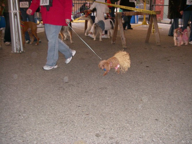 23rd Annual Costume Contest for Dogs, October 28, 2011