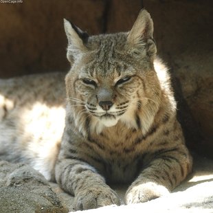 Bobcat Bobcat