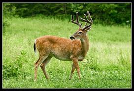 white tailed deer white tailed deer
