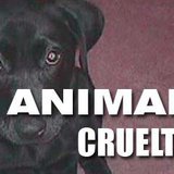 Animal Cruelty Graphic Animal Cruelty Graphic
