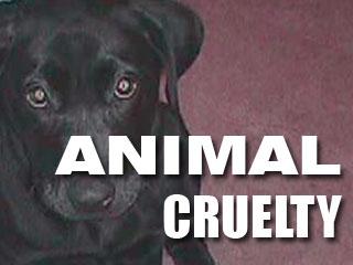 Animal Cruelty Graphic Animal Cruelty Graphic