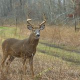 Deer Deer