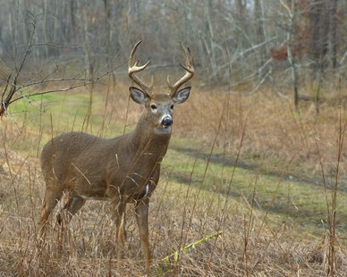 Madison Property Management on Gov  Walker S Deer Czar  Dnr Should Drop Deer Goals   News   Wtaq News