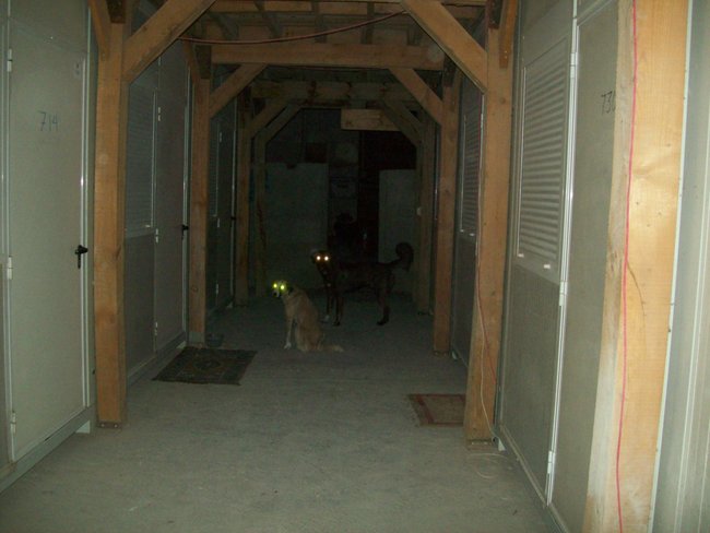 Stray dogs that live outside the door of my hooch. They frighten me.