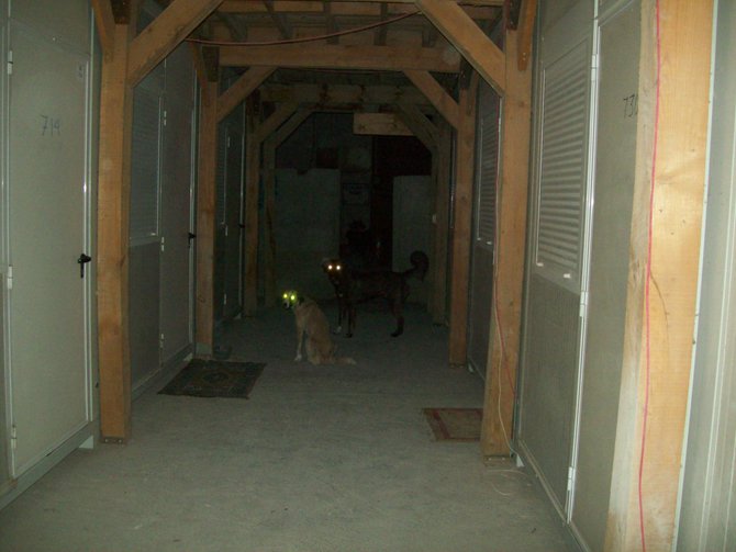 Stray dogs that live outside the door of my hooch. They frighten me.