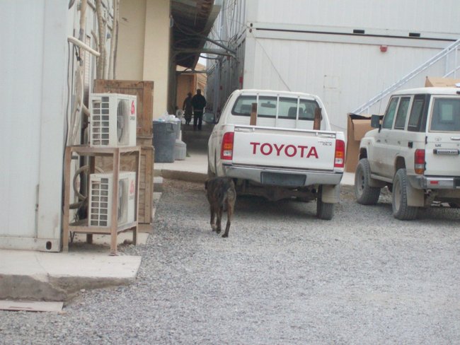 Stray dogs that live outside the door of my hooch. They frighten me.
