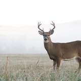 Sheboygan County deer kill increases Sheboygan County deer kill increases