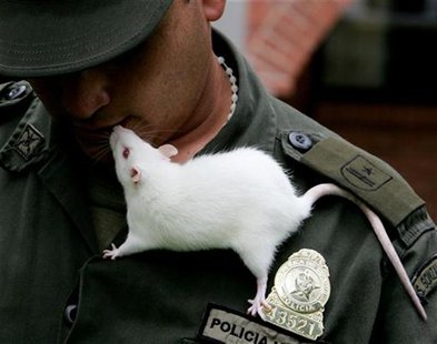 To match feature COLOMBIA-RATS To match feature COLOMBIA-RATS