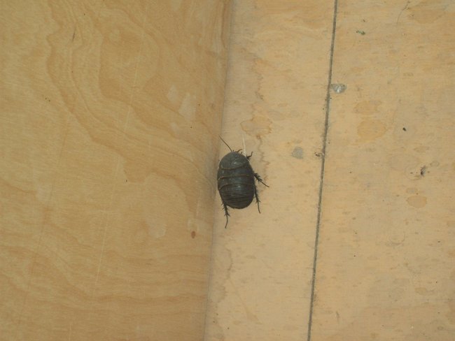 I'm not sure a machine gun would be enough to stop this bug outside our room. It was about the size of a fat mouse...