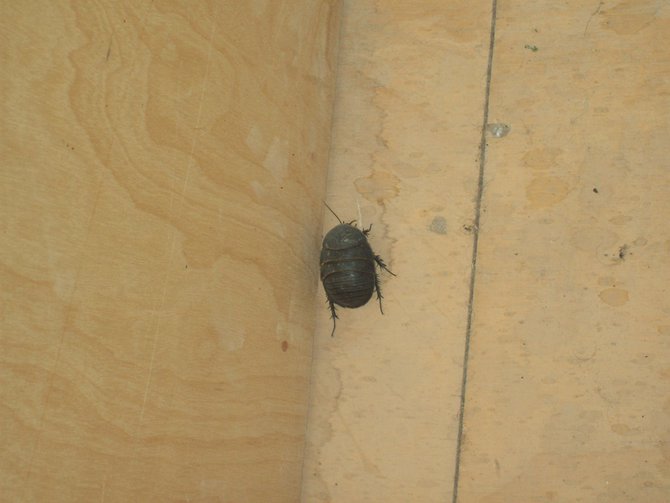 I'm not sure a machine gun would be enough to stop this bug outside our room. It was about the size of a fat mouse...